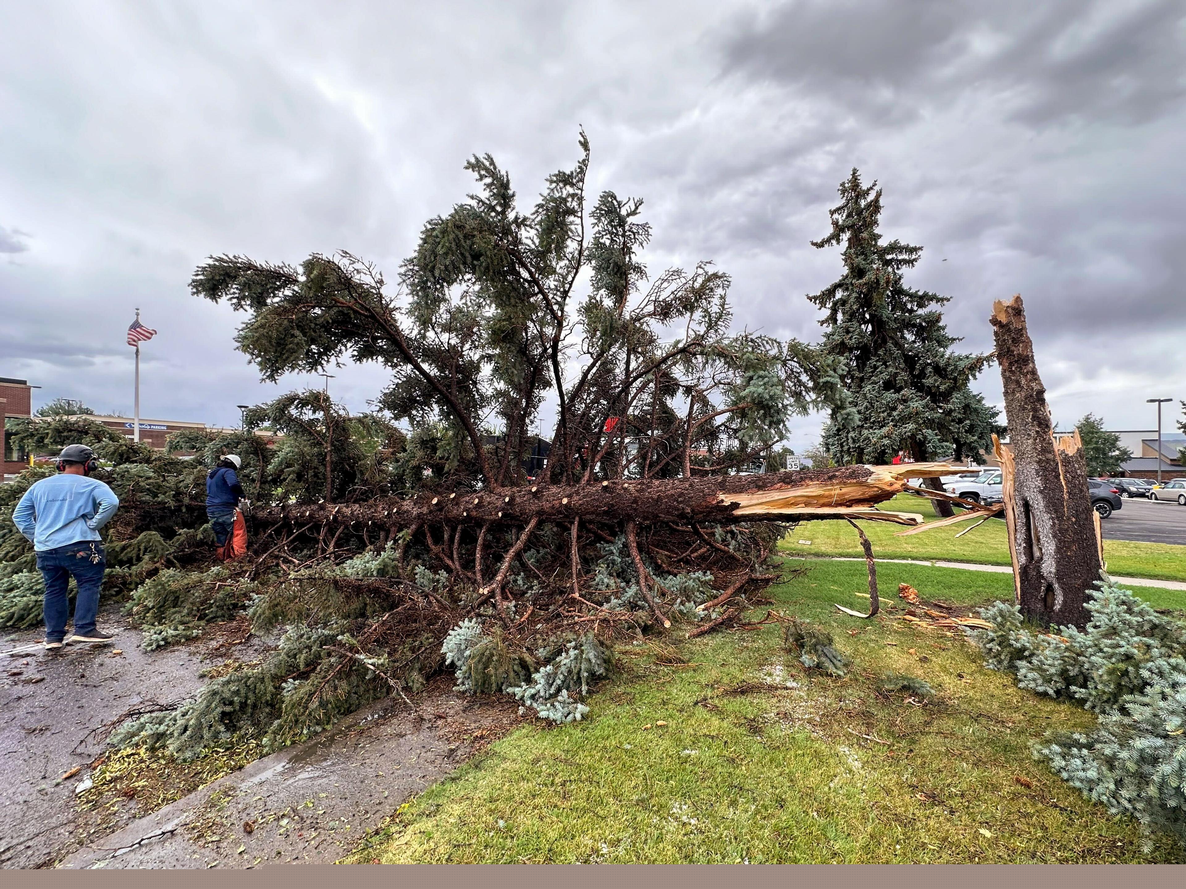 A short but intense storm rolled through Grand Junction on June 20, 2024, flooding streets, dropping hail and toppling trees, like this one near 12th Street and Patterson Road.
